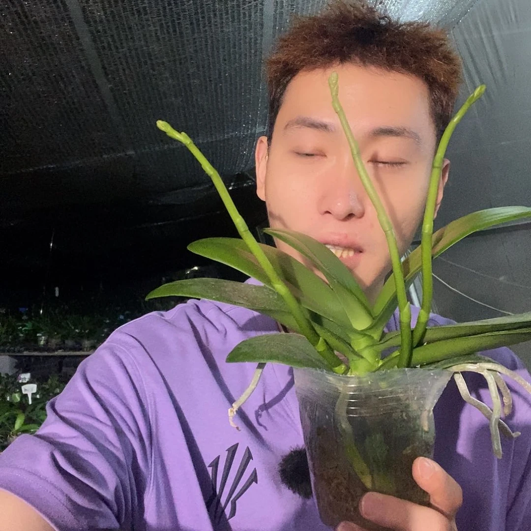 无花朵白天鹅3.5蝴蝶兰
