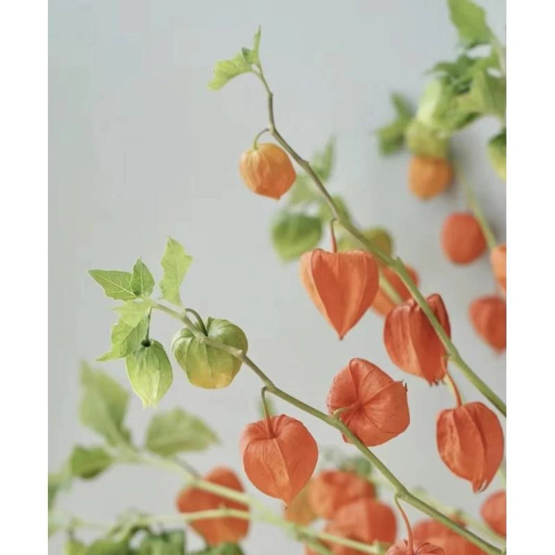 Shenxian~酸浆果~挂金灯~鲜花