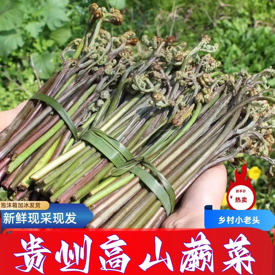 贵州高山野生蕨菜蕨苔新鲜蕨菜龙爪菜甜蕨菜现采现发拳头菜