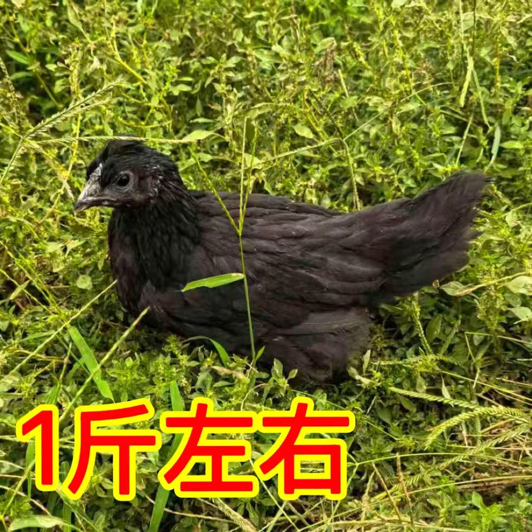 正宗五黑一绿鸡山间散养宠物鸡一斤左右发货