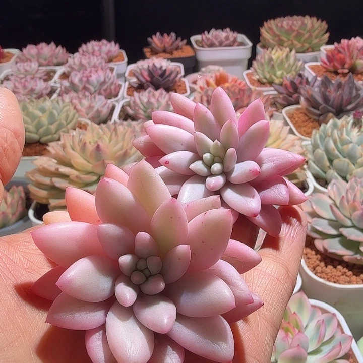 红蜻蜓锦多肉植物