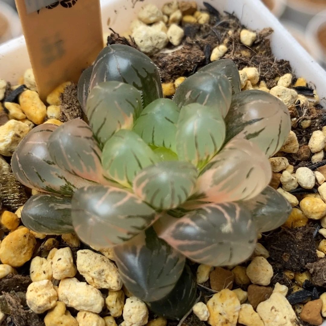 927冰灯锦一物一拍