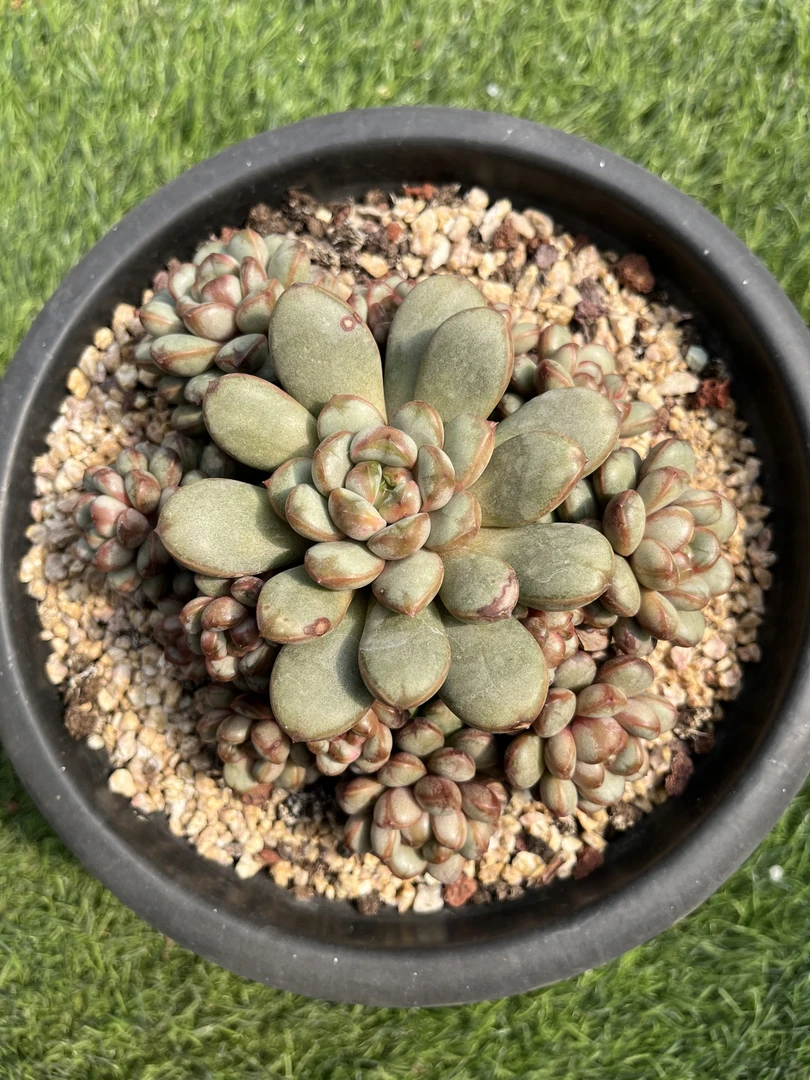 多肉植物，一物一拍