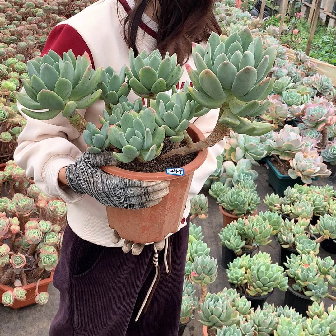 249海洋 一物一拍多肉植物