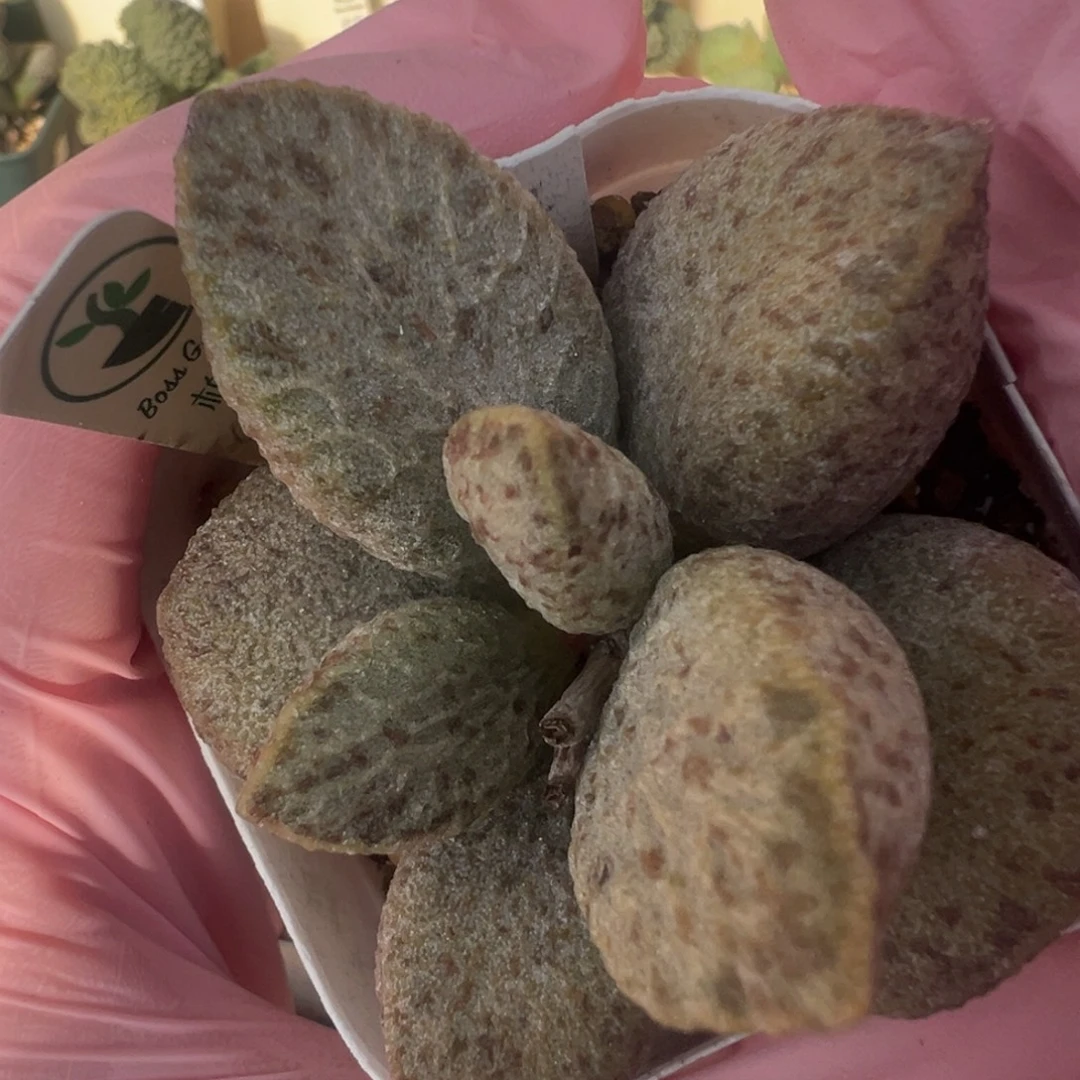 475带暗纹斑点胖嘟嘟一颗