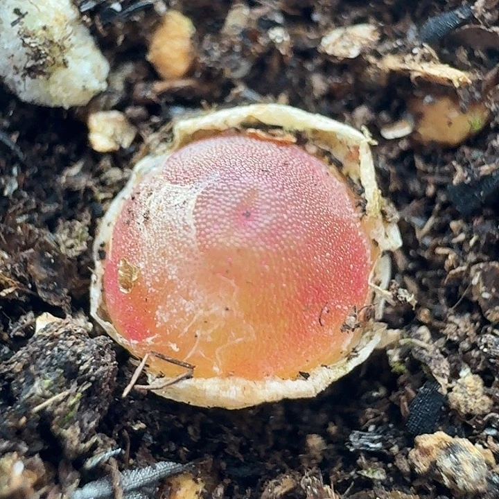 老马生石花哈默2347