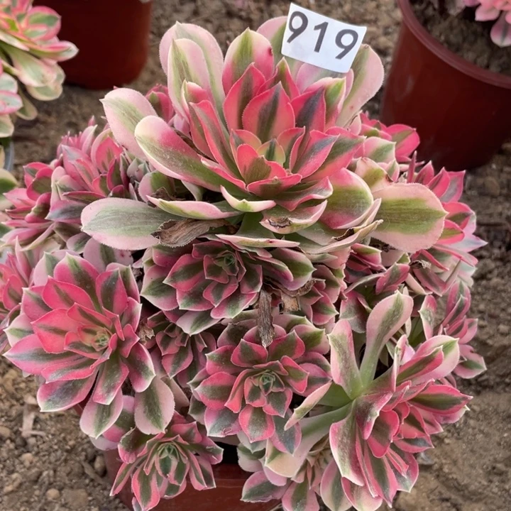 无花朵919多肉植物粉女巫