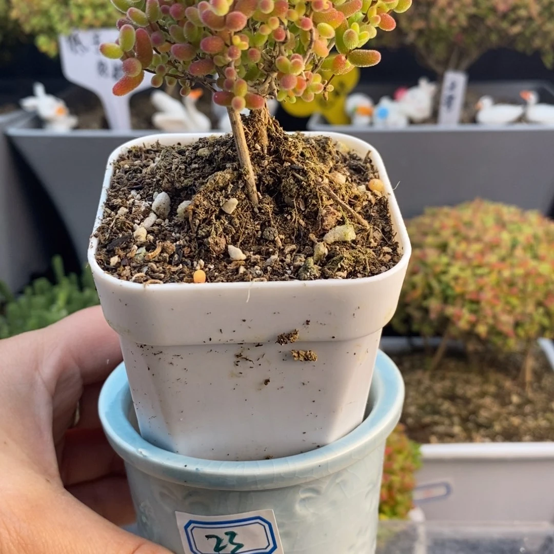 完全开放23号蜜橘糖球（6.5cm）