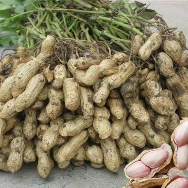 今年新鲜现挖带壳带泥新鲜湿花生农家带皮粉红皮新鲜花生果