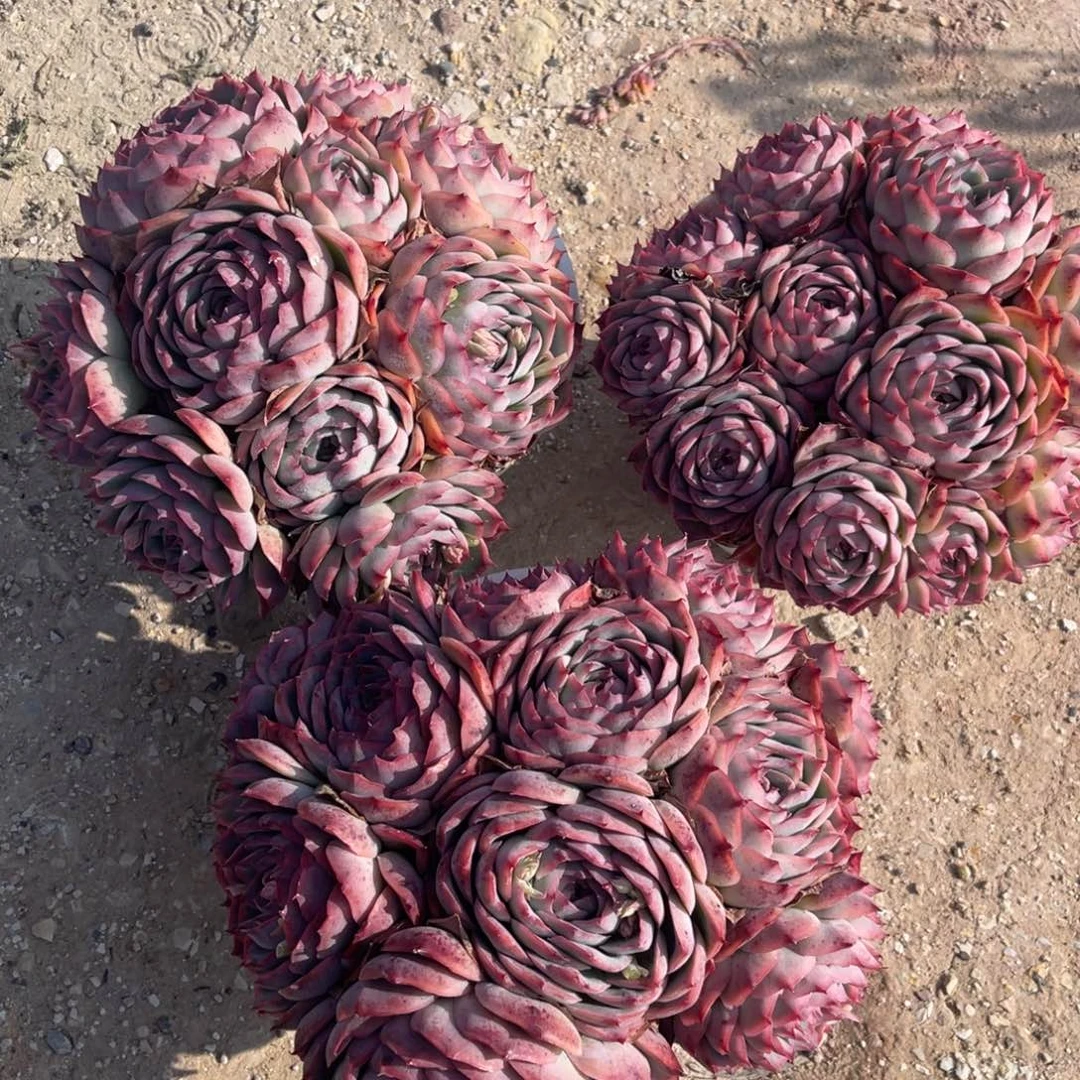 云舍多肉新年福利-180侧影