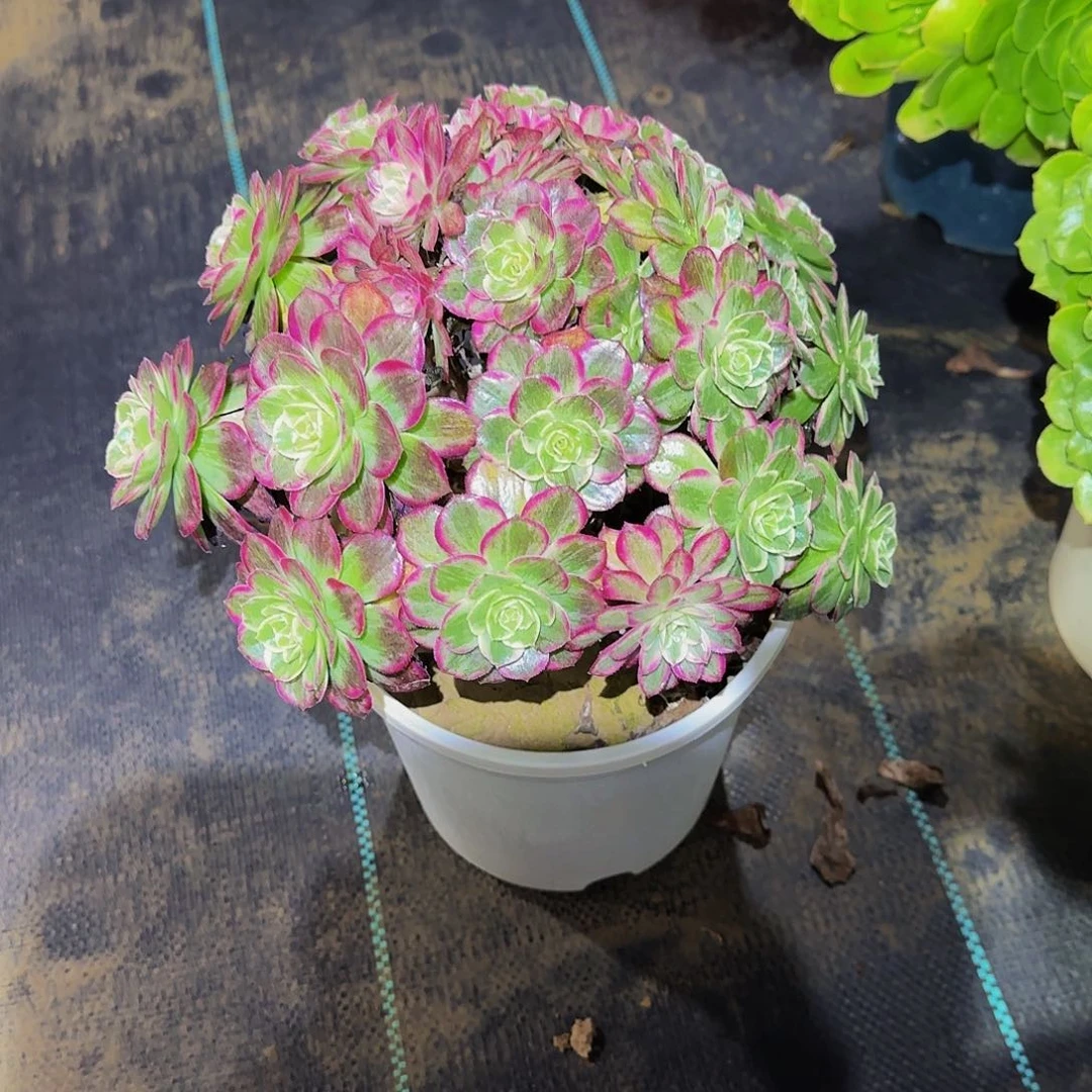 多肉植物万花筒老庄