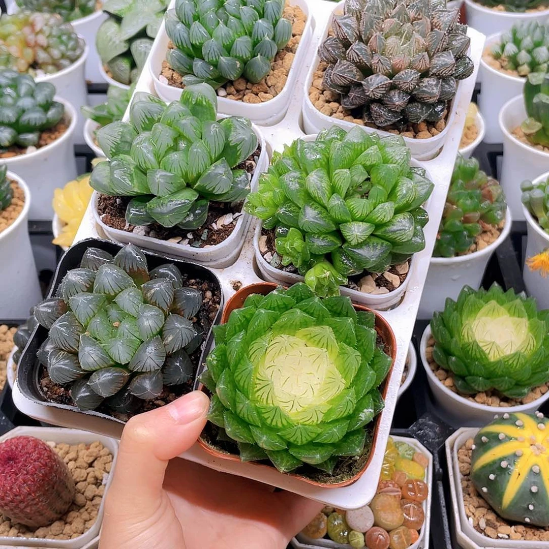 玉露六件套多肉，原盆