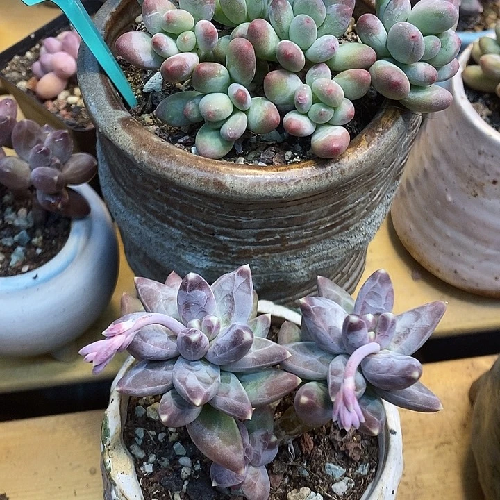 茶*乌拉加苹果251号的啊啊啊多肉啊啊