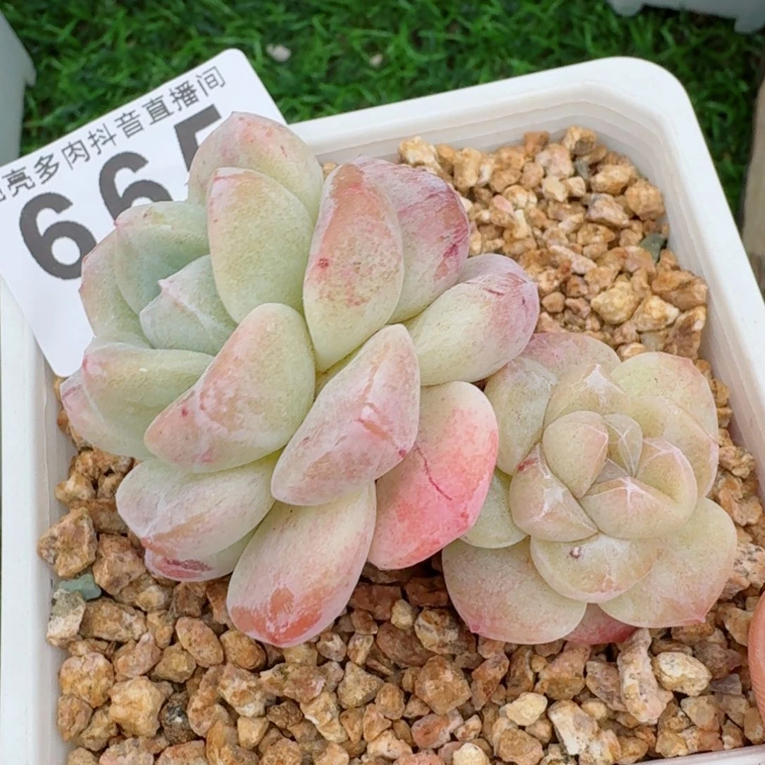 石化冰玉         多肉植物