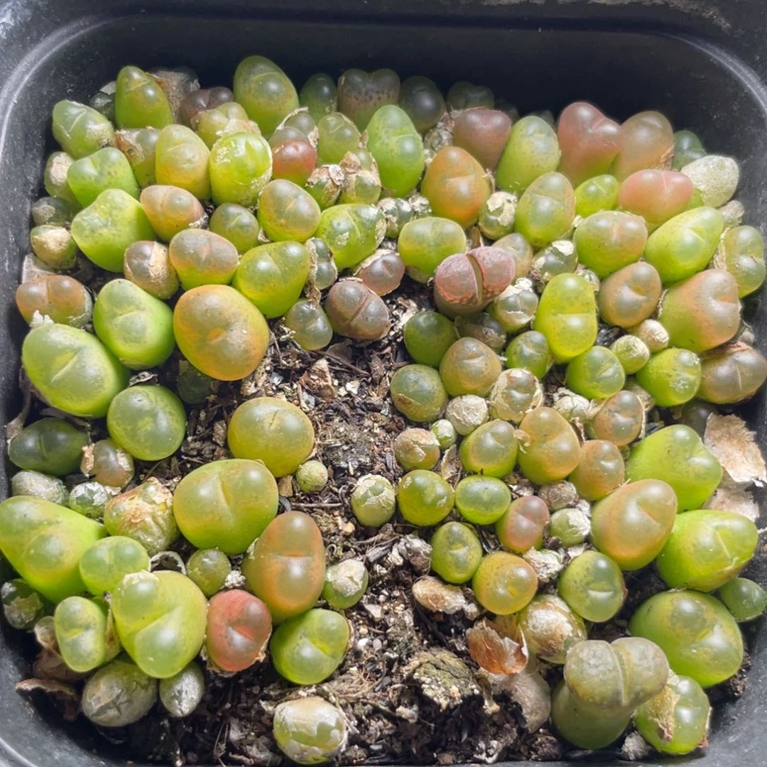 今晚大盆特价更新～26