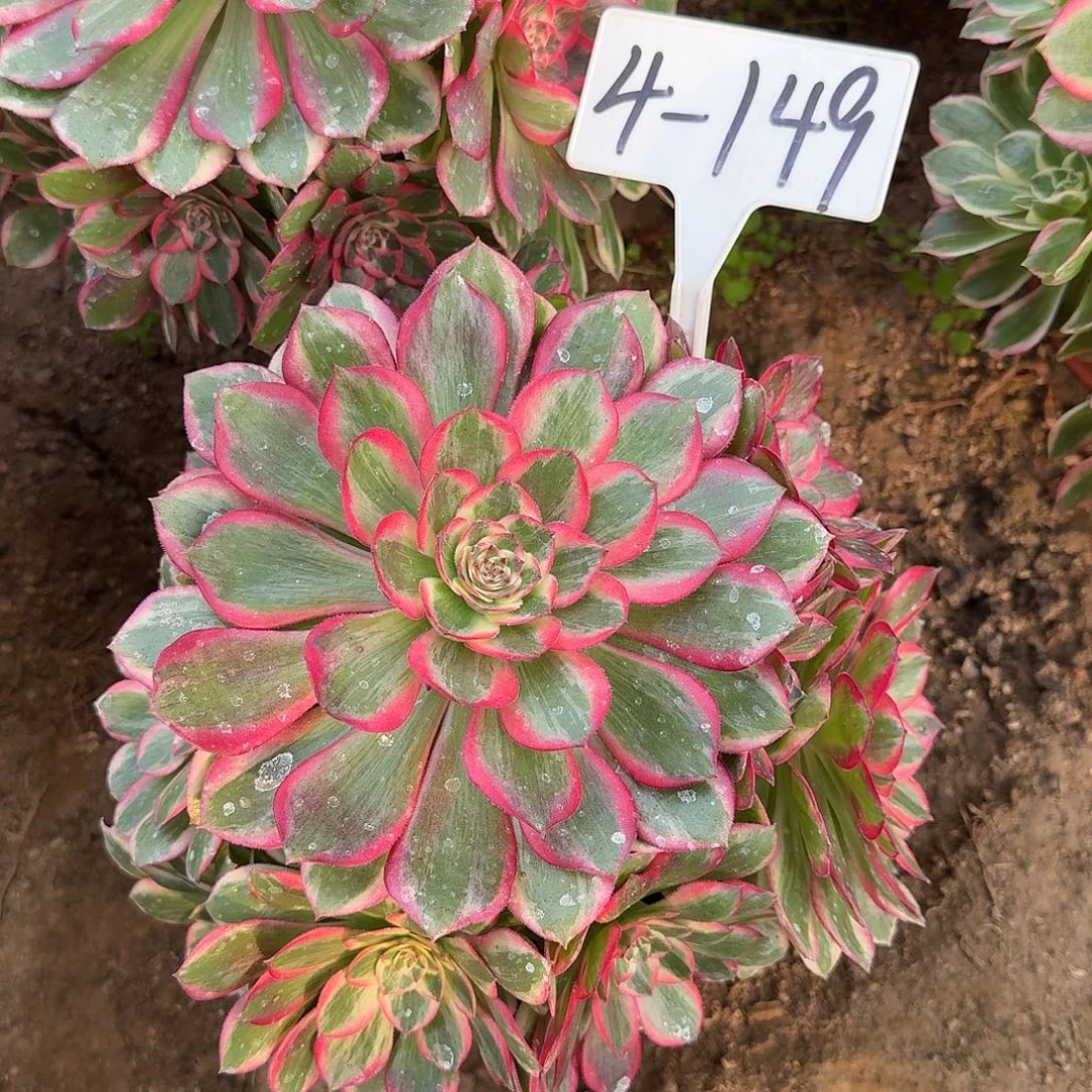 4-149云荷多肉法师多肉