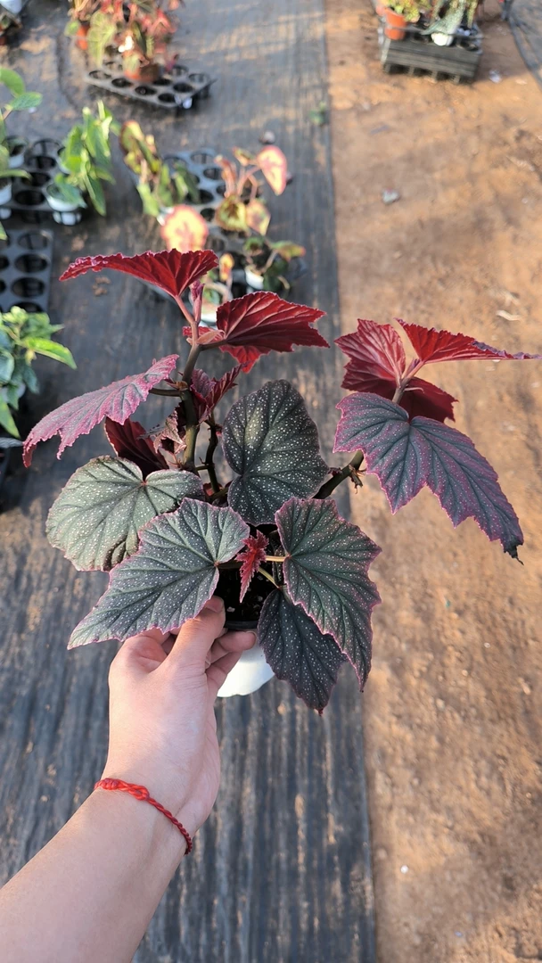 秋海棠杂菜 一物一拍 不包任何售后