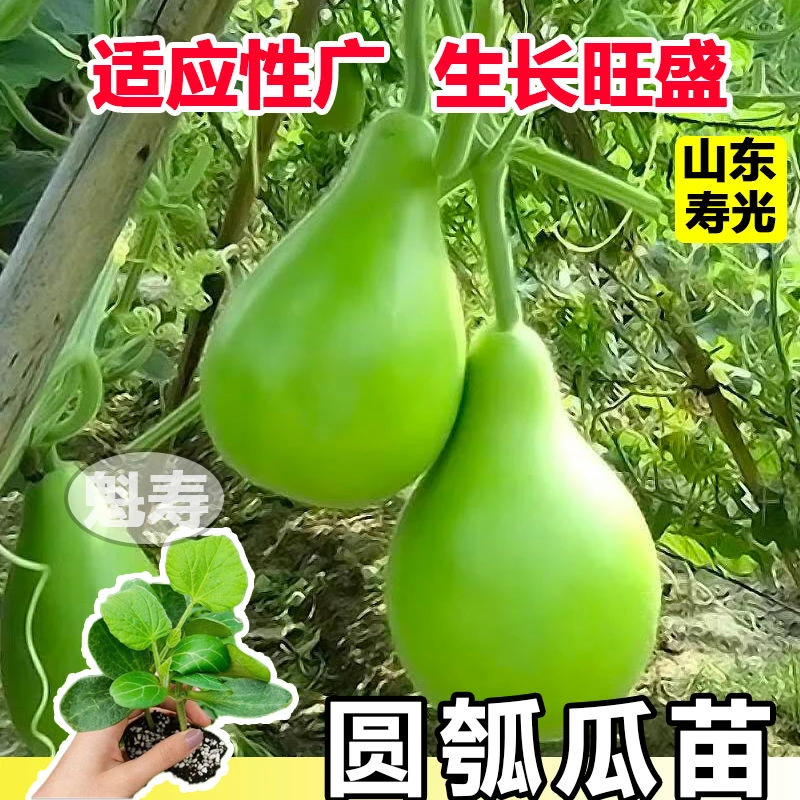 早生短瓠瓜种苗圆瓢菜圆浦菜葫芦瓢瓜种苗耐热农家菜园庭院蔬菜孑