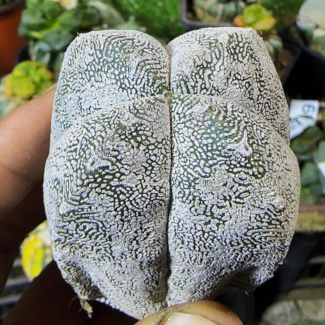 恩冢668刚出根的