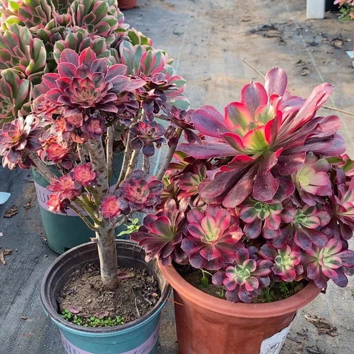 两颗多肉植物8。
