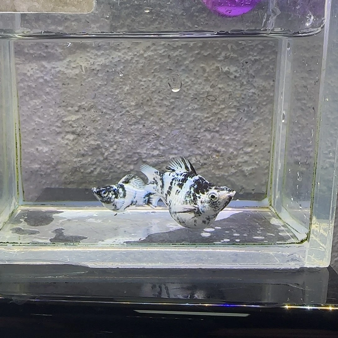 孔雀鱼水墨玛丽。65号