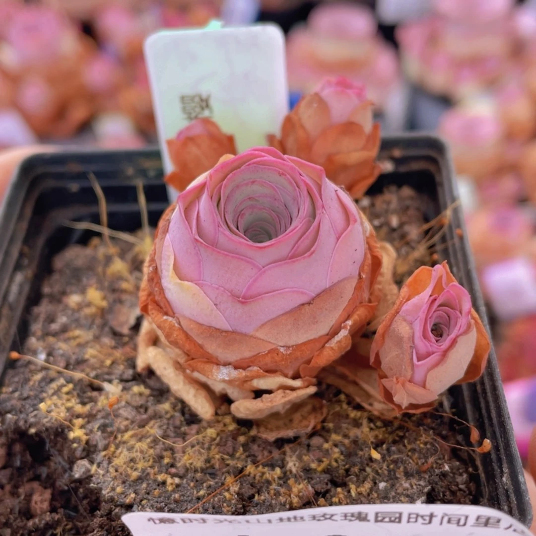 山地玫瑰紫樱J329