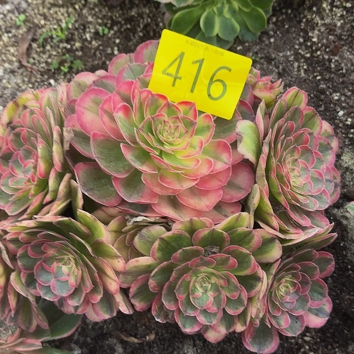 多肉植物福利来416个