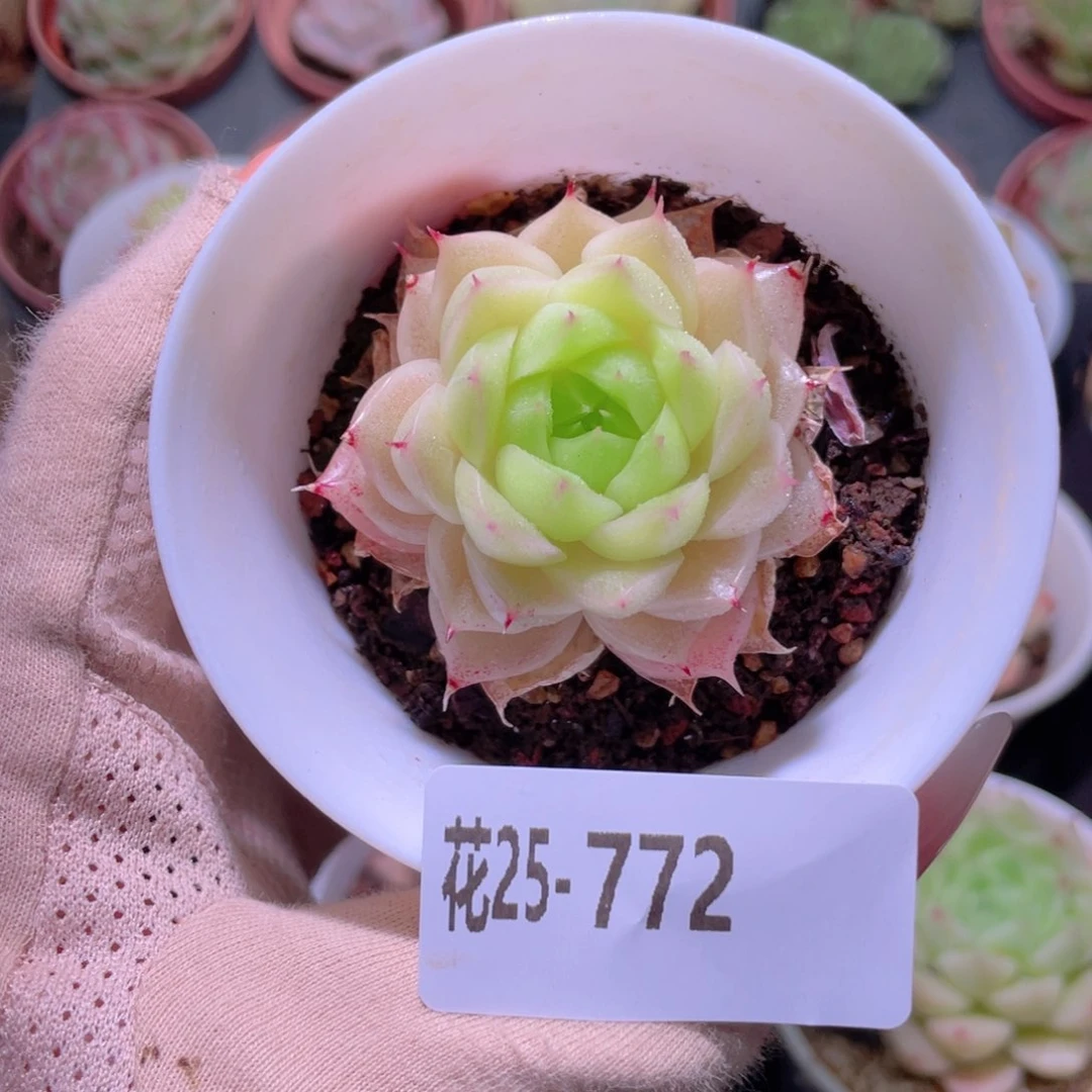 花利美25-772麦秆