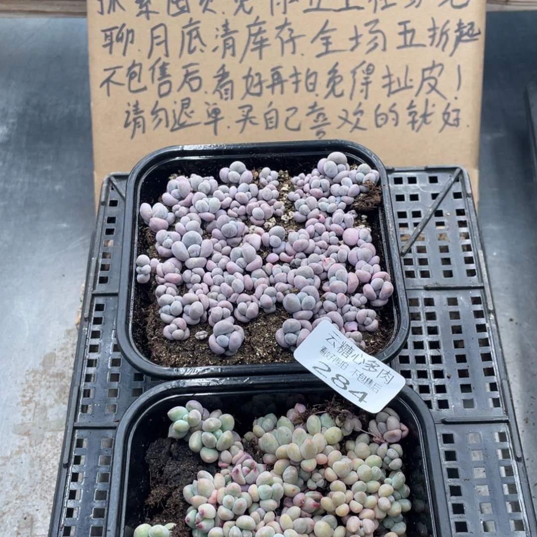 云糖心多肉植物284