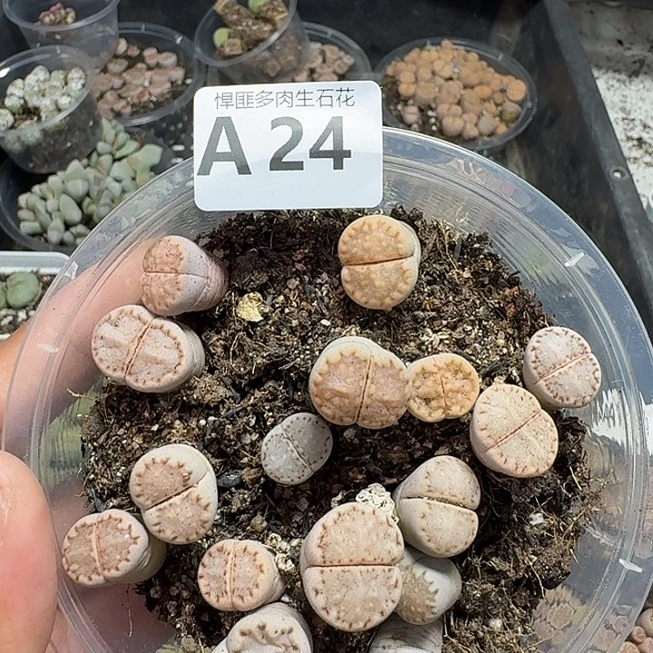 15多肉植物多肉植物