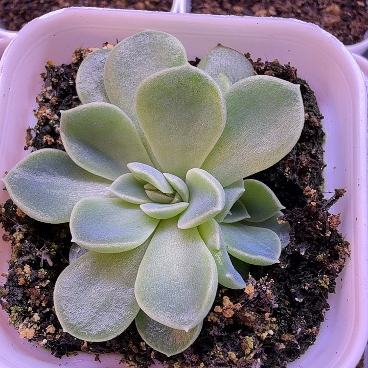 凌凌香叶插一物一拍