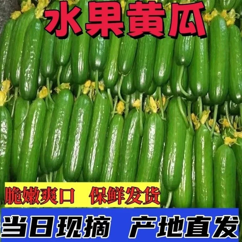 【特价5斤】水果黄瓜新鲜生吃无刺小黄瓜当季现摘孕妇水果