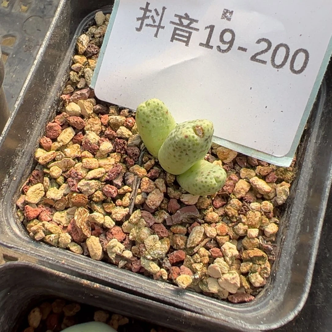 19+200肉锥多肉植物