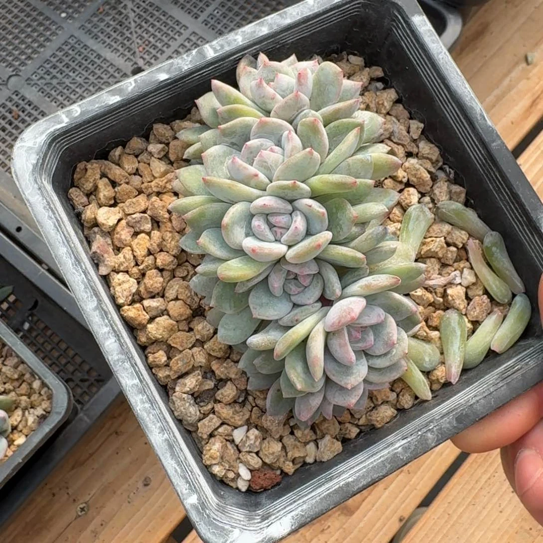 蔡***肉11厘米的尺寸一物一拍的