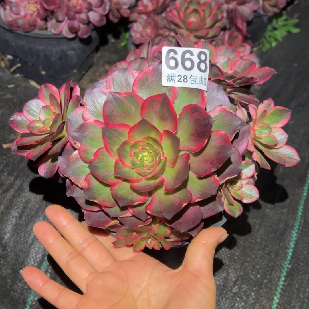 多肉植物668纳福的