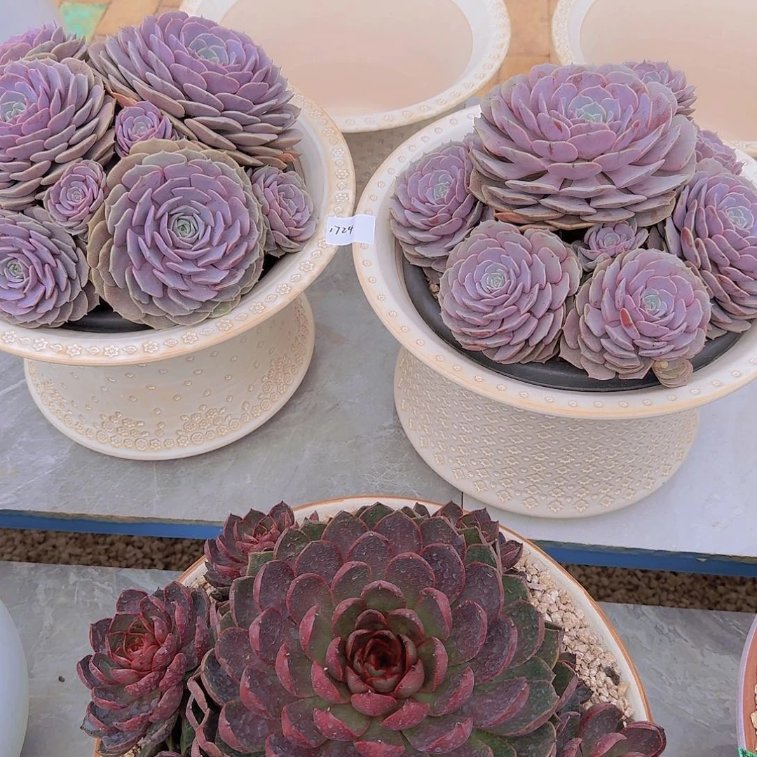 桃***子1724紫蝶两颗多肉植物