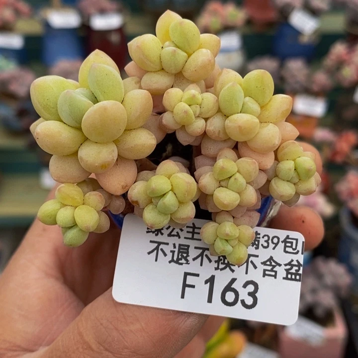 萤火虫6cm163多肉植物