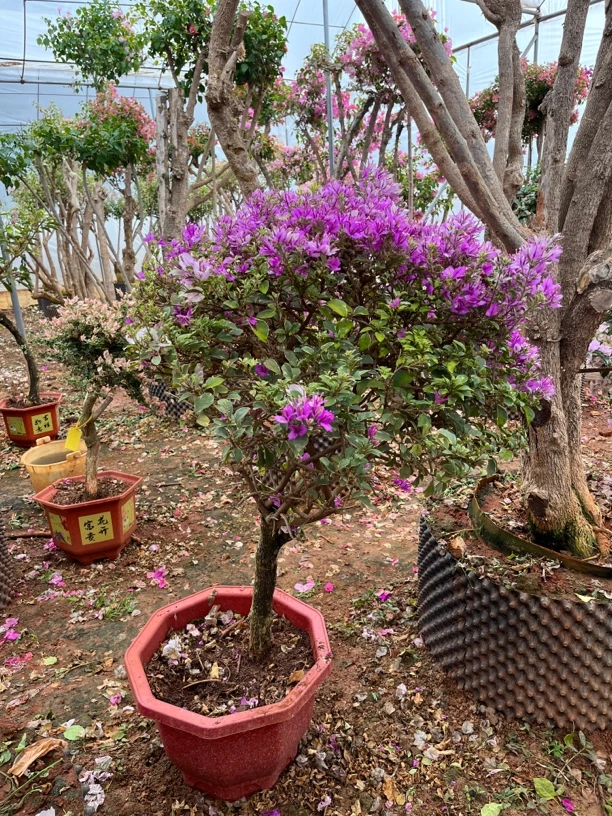淡紫色仙气小花花上架