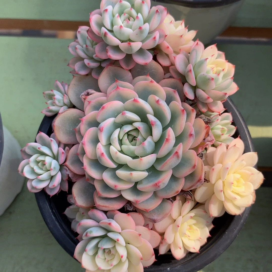 文***信姬莲锦捧花锦上园艺一物一拍