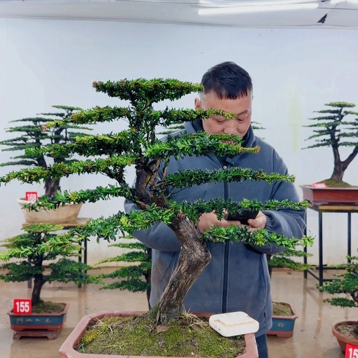 朱***无花朵盆景园林……
