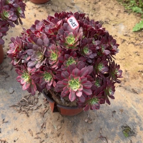 12-55安娜处理不售后多肉