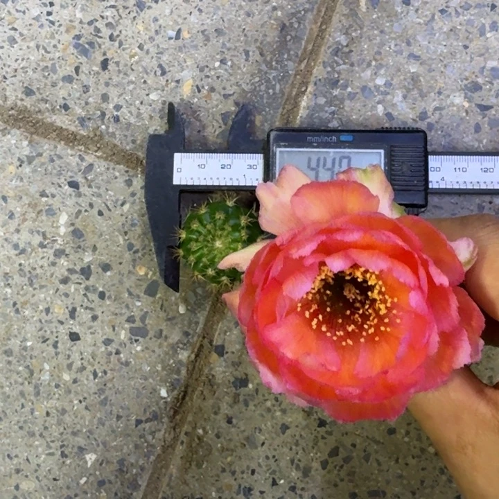 215丽花金牡丹歪3公分左右无根侧牙，20包邮