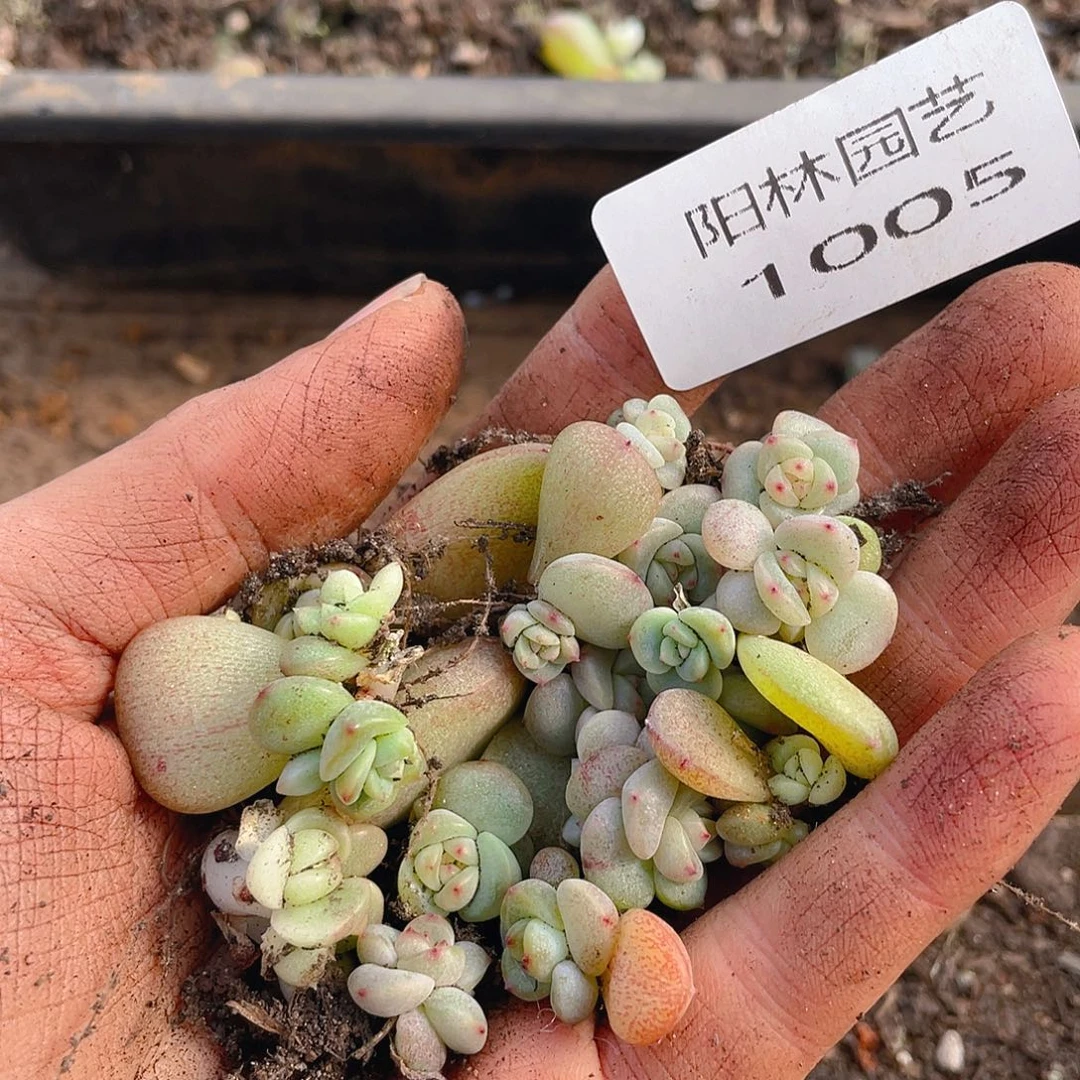 多肉植物多肉植物1005