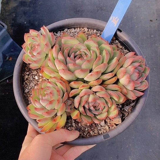 1361多肉植物老桩