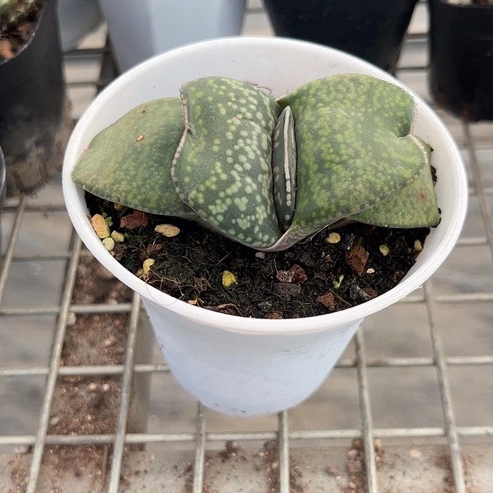 丁***丁我也不知道我为什么要这样