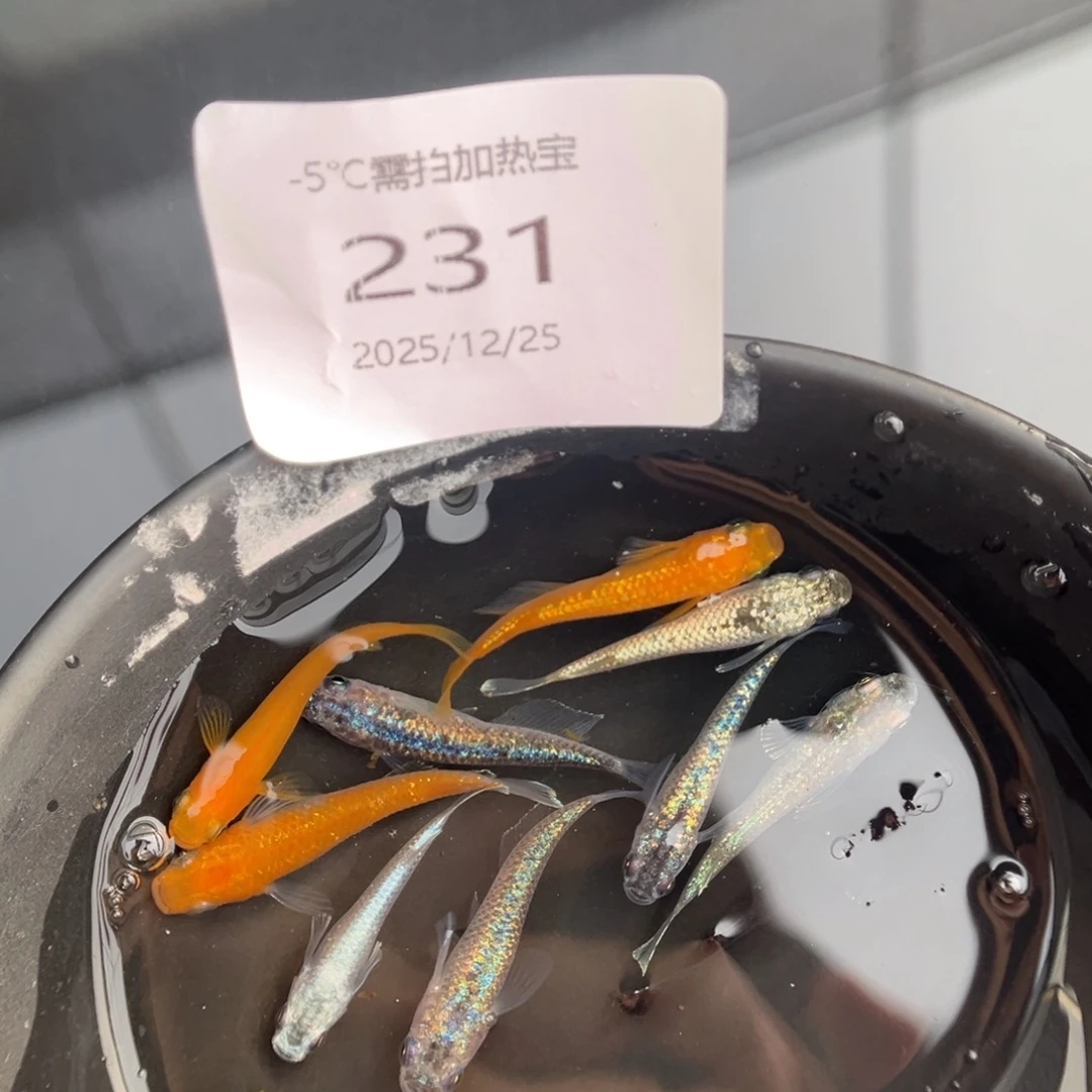 青鳉鱼231混搭10尾