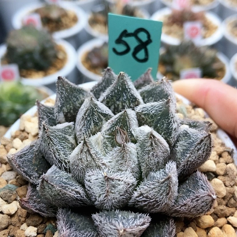 【闪购商品】58绘卷