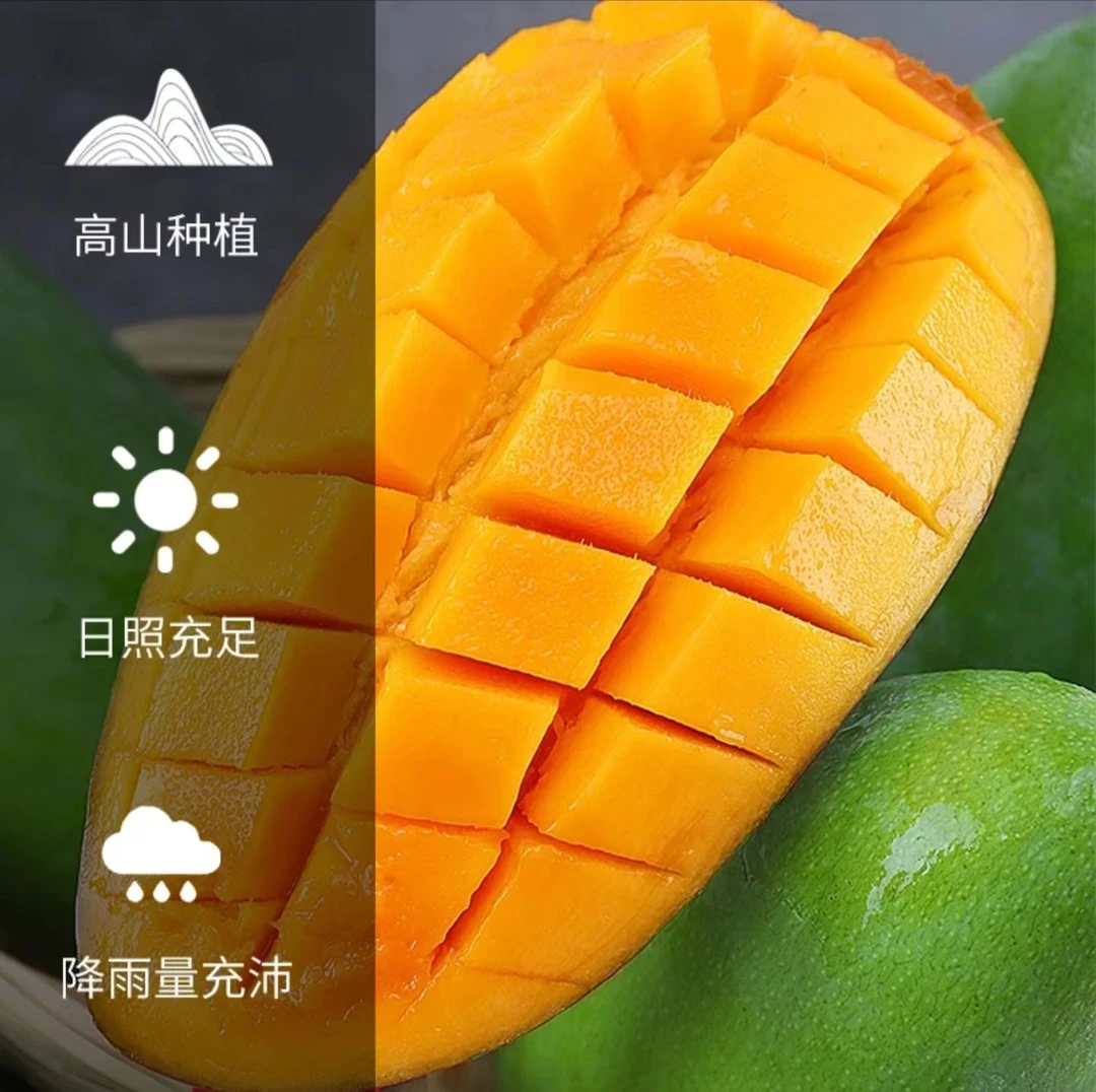 云南西双版纳露天种植自然成熟大青芒