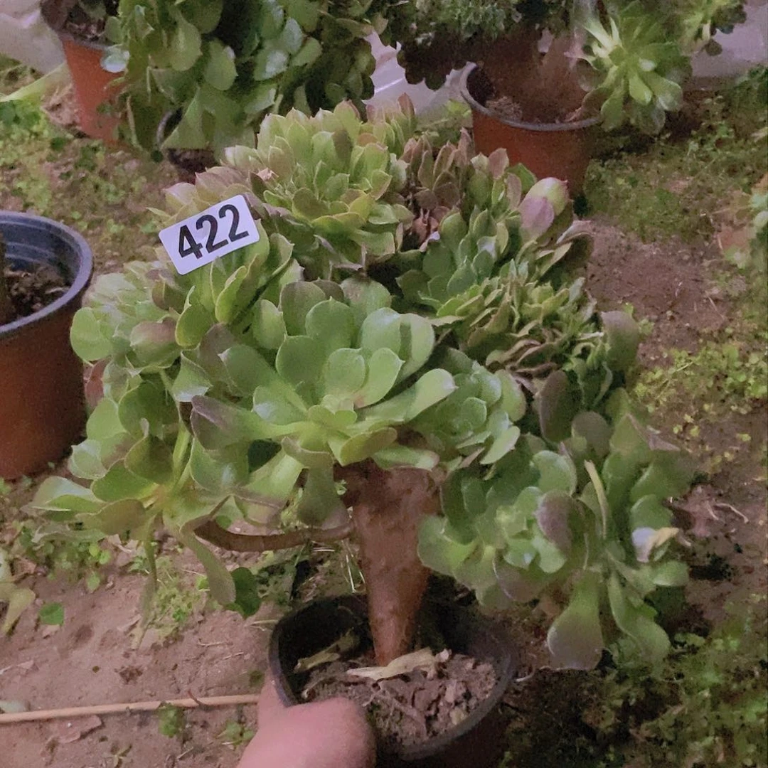 422玫瑰法师缀老板子法师