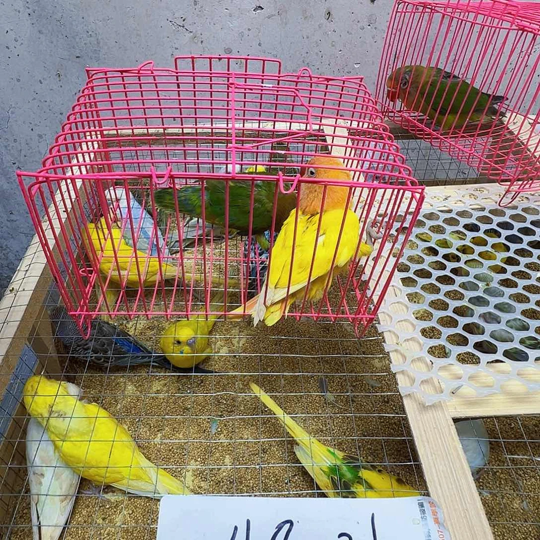 桃脸牡丹鹦鹉八字脚两只